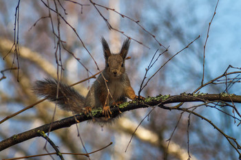 Eichhörnchen / ***