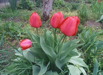 Nach dem Regen / ***