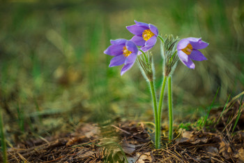 Küchenschelle / ***