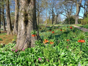 Frühling im Park / ***