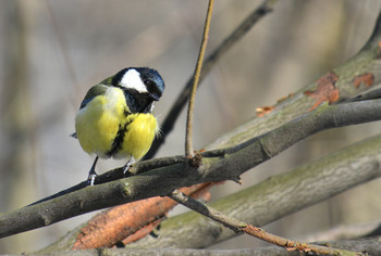 Ein neugieriger Blick / ***