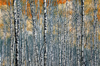 Frühlingsfarben / ***