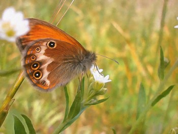 &nbsp; / ....................