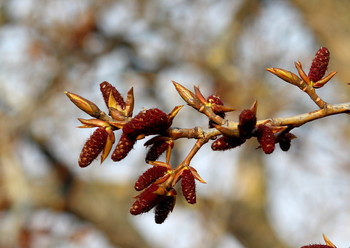 Der Frühling kommt! / ***