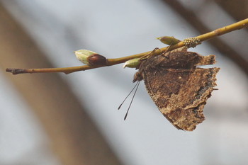 Butterfly eggs / Timiryazev-park, Koptevo-neighborhood, Moscow, Russia