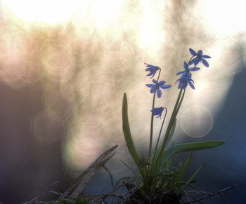 Der Sonne entgegen / ***