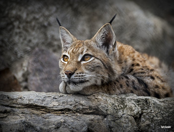 Luchs / ***