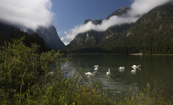 Schwanensee / ***