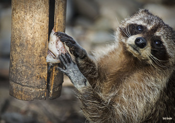 Waschbär / ***