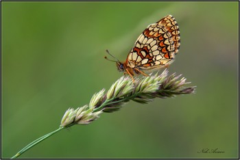 Schmetterling / ***