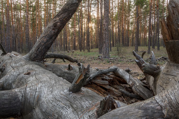 Abend in den Wald / ***