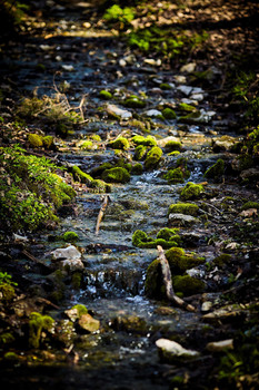 Forest River / ***