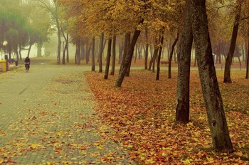 Morgen in den Park / ***