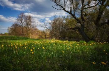 Frühlingsblumen / ***