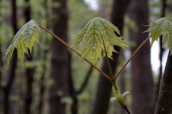 Nach dem Regen / ***