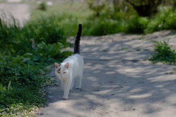 StreetCat / ***