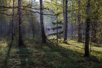 Erste Green / ***