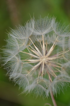 Taraxacum / ***