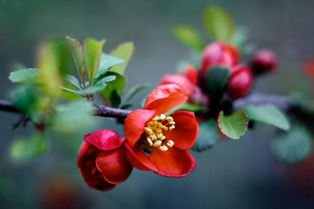 CHAENOMELES / ***