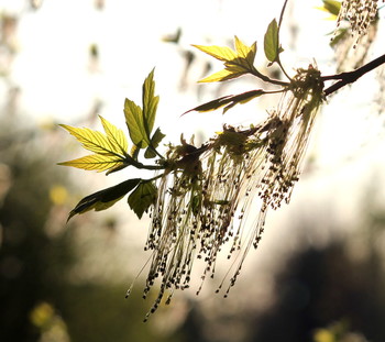 Blühende Kirsche / ***
