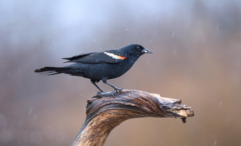 Red-winged blackbird / ***