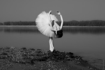 White Swan / ***