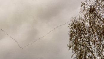 Birke / ***