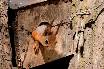 Eichhörnchen / ***