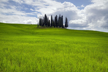 Zypressen / Zypressen