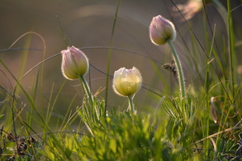 Dream of Gras. / ***