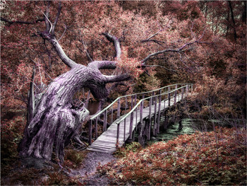 Miracle - Yudo / ***