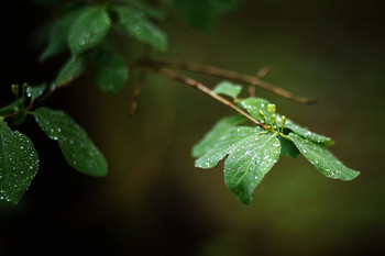 Nach dem Regen / ***