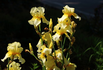 Burnt by the Sun / ***