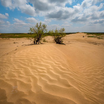 Dune / ***