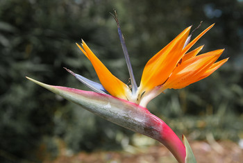 Bird of paradise / ***