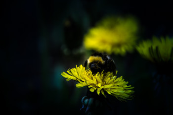 Bumblebee / ***