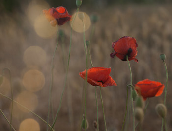 Mohn / ***