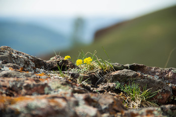 Alpenblumen. / ***