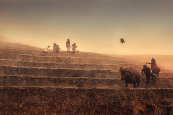 On rice terraces ... / Vietnam