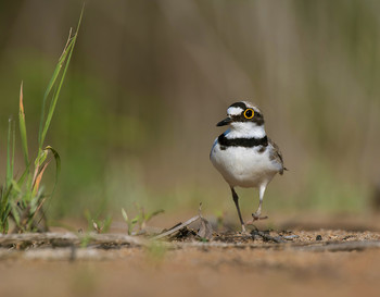 Abendspaziergang / .....