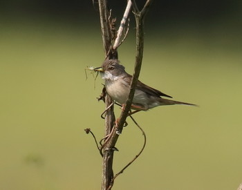 Mit der Produktion von / ***