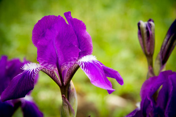 Iris / ***