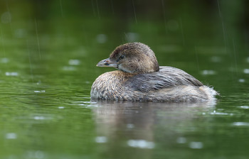 Pied-billed Grebe / ***