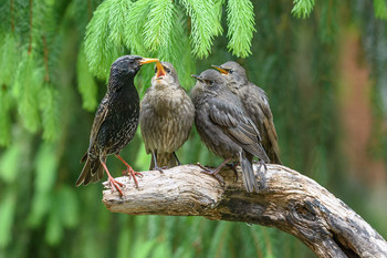 Starling family / ***
