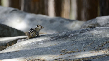 Backenhörnchen / ***