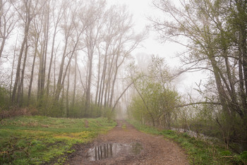 Straße im Nebel / ***