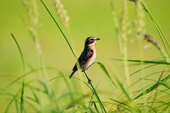 Braunkehlchen / ***