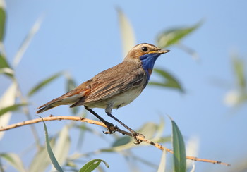 Blaukehlchen / ***