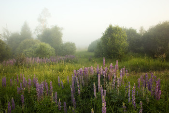 Lupine Morgen / ***