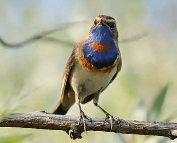 Blaukehlchen / ***